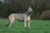 IRISH WOLFHOUND 323
